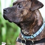 Angus