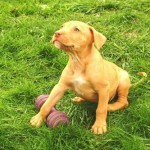 Bronson