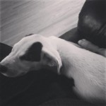 Roper