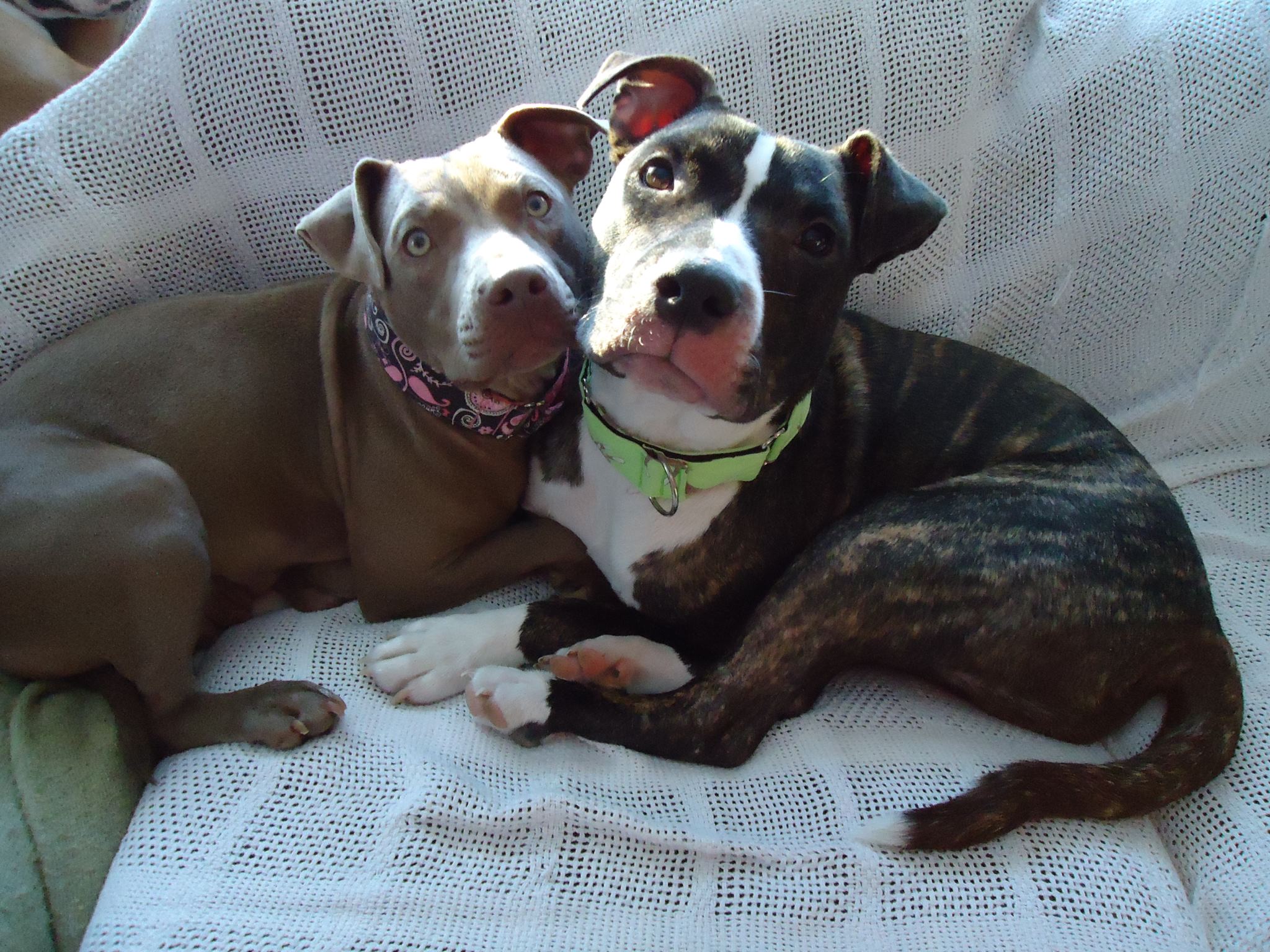 Pitty Love Adoptables